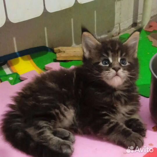 Настоящий мальчик Мейн-кун