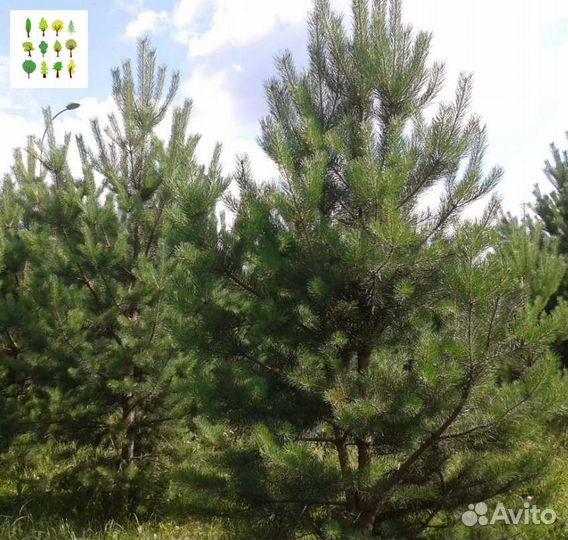 Саженцы сосны опт