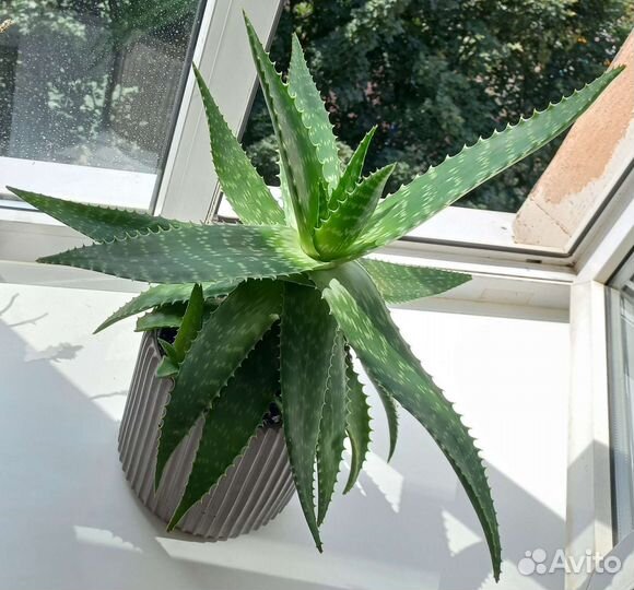 Алоэ пёстрое (Юкунда ). Каланхоэ цветущее