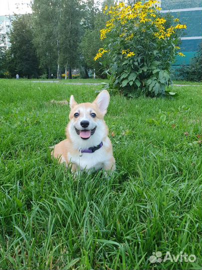 Щенки вельш-корги (коржики)