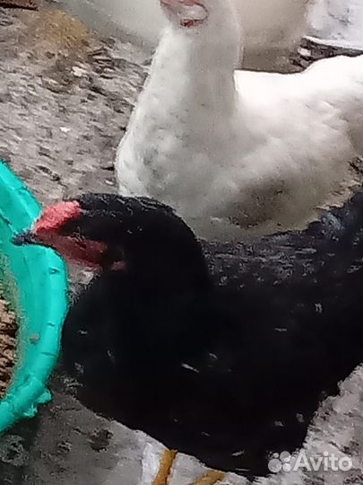 Молодые петухи