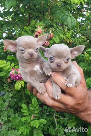Лиловые мальчики Чихуахуа