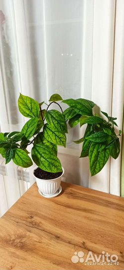 Клеродендрум