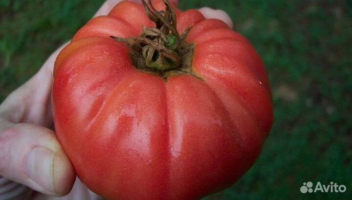 Семена коллекционных томатов США, Италия, Германия