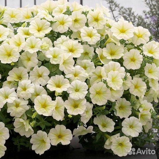 Рассада петунии ампельной