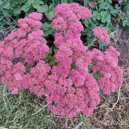 Очиток видный