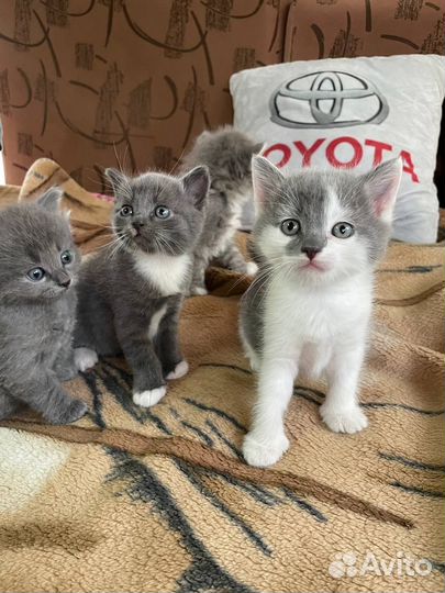 Милейшие чуда