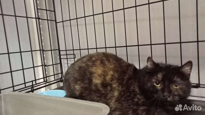 Мольба бездомной кошки