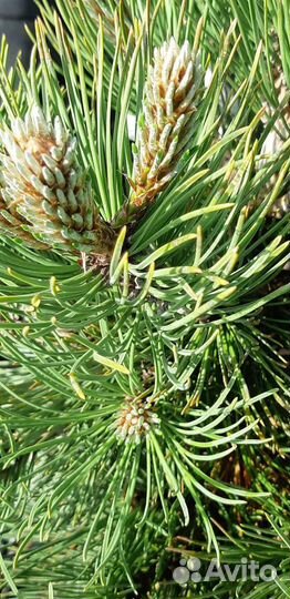 Сосна горная Пумилио/ Pumilio саженцы