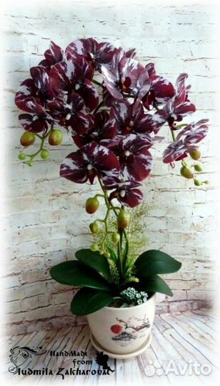 Орхидея интерьерная 