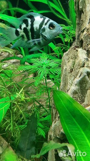 Сапфировый попугай-панда