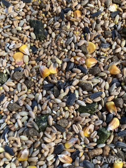 Домашняя мешанка для крыс