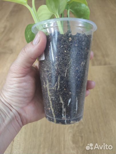 Сциндапсус неон