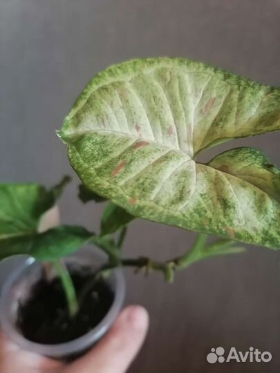 Сингониумы