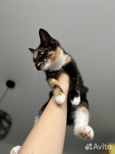 Трехцветный котенок девочка