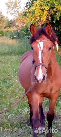 Лошадь и жеребец