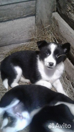Щенки в любящую семью
