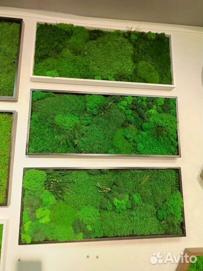 Панно из стабилизированного мха в наличии