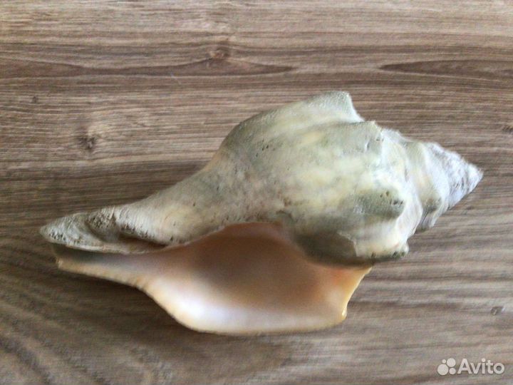 Ракушка морская большая