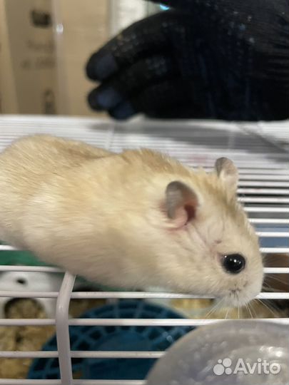 Джунгарские хомячки