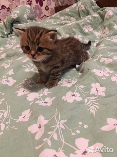 Скоттиш фолд котята