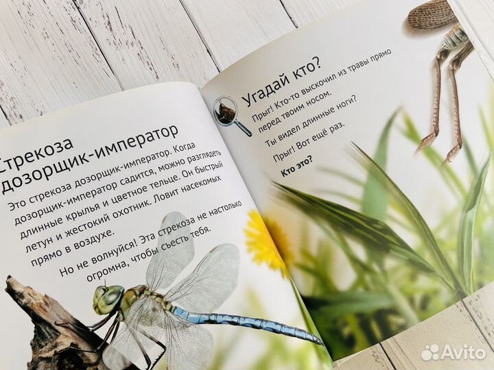 Кто живёт у нас на даче - Букашки