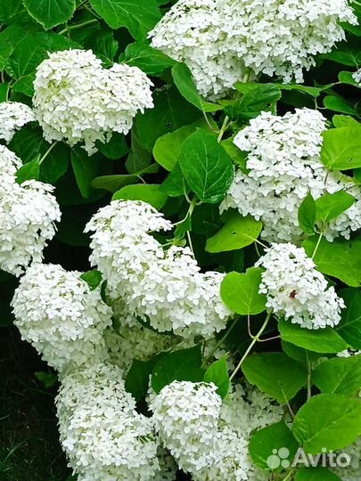 Гортензия