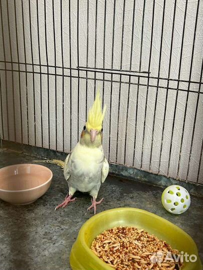 Попугай корелла мальчик