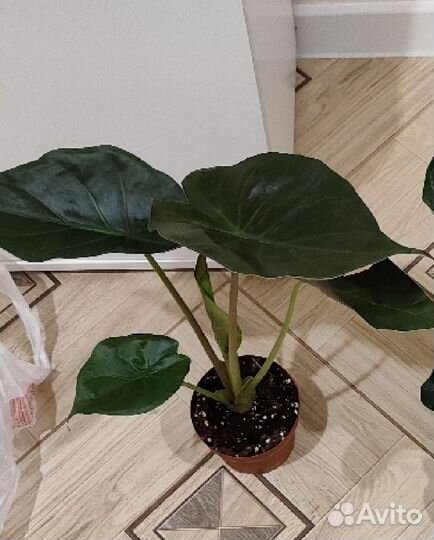 Алоказии серебряный дракон/ венти