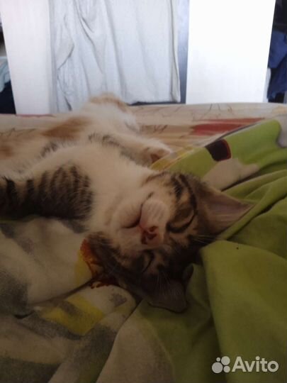 Котики пушистики