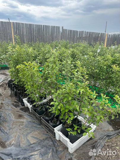 Саженцы яблони. Широкий ассортимент