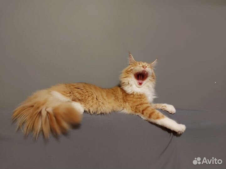 Кот Мейн Кун на вязку
