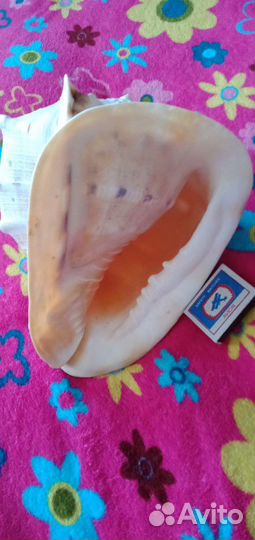 Морская раковина кассис. Куба