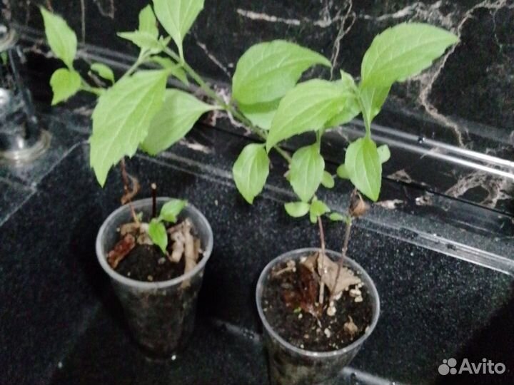 Инжир синий