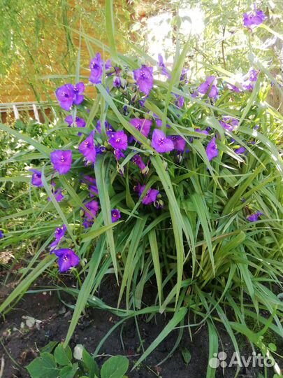 Традесканция садовая