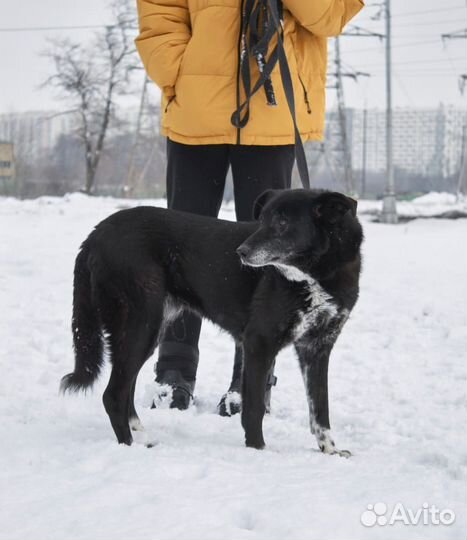 Милая спокойная собака очень грустит в приюте