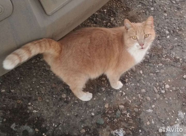 Мышеловка Сима (стерилизованная)