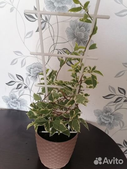 Бугенвиллия Panda