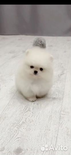 Шикарные померашки