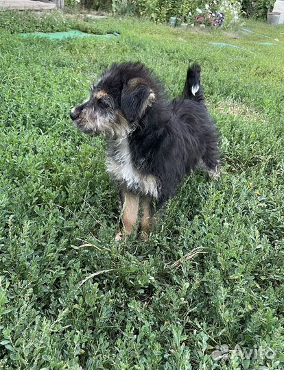 Отдам бесплатно щенка