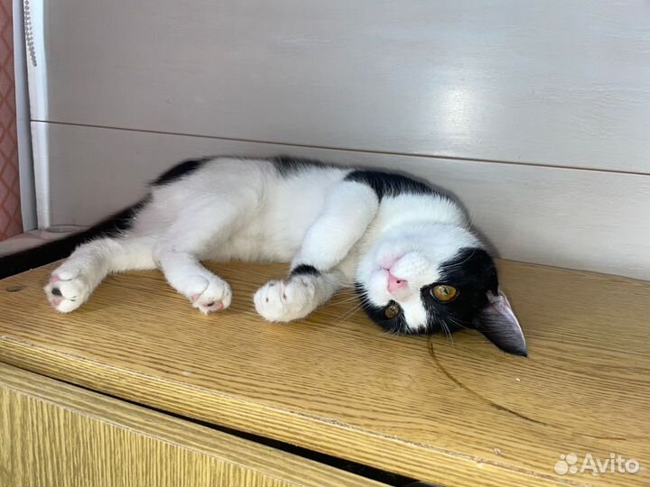 Выкинули котенка ищет дом в дар бесплатно