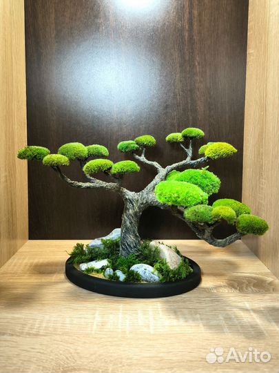 Бонсай из стабилизированного мха