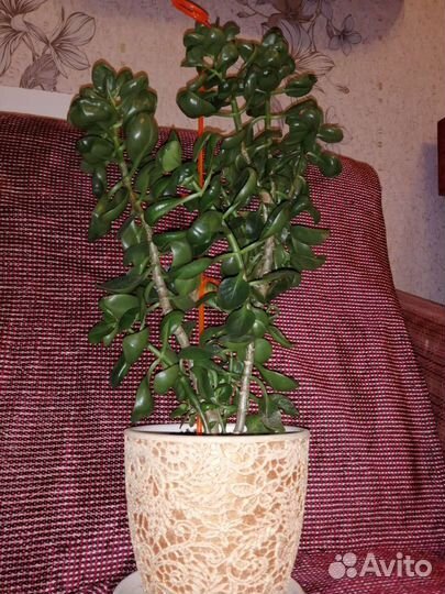 Каланхоэ Каландива