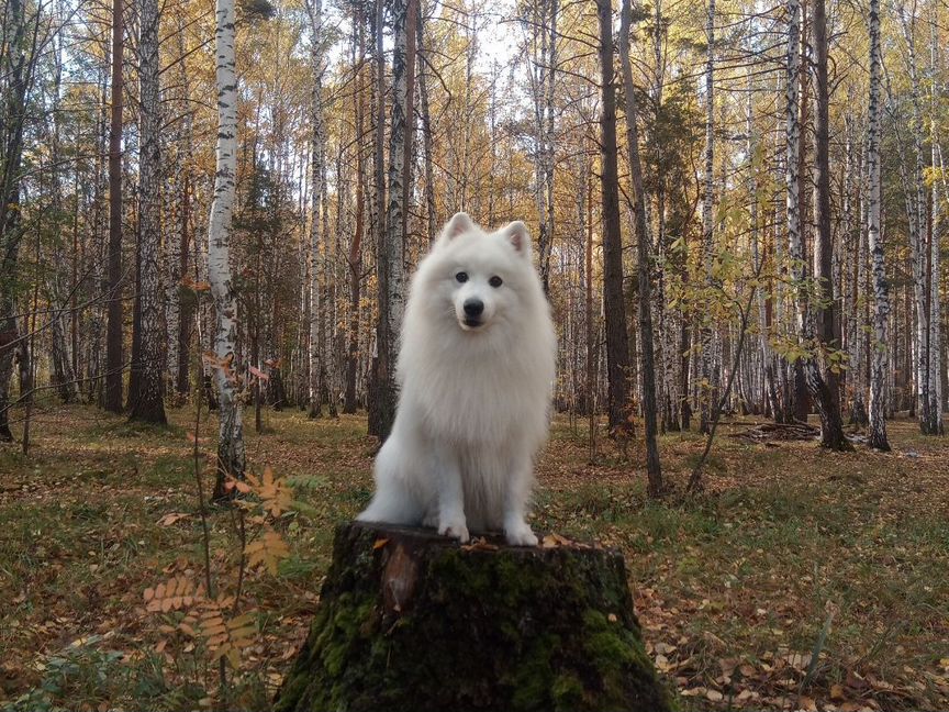 Японский шпиц вязка