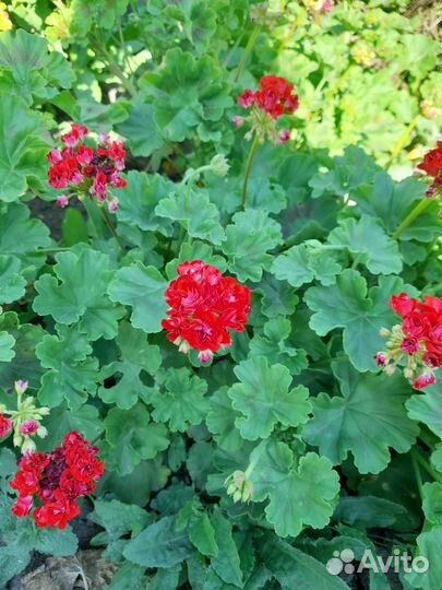 Герань пеларгония срезы