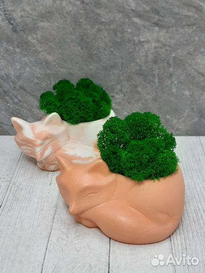 Кашпо лиса со стабилизированным мхом