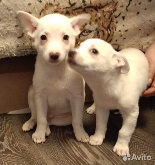 Щенки в дар