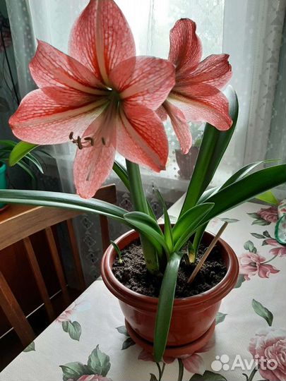 Гиппеаструм