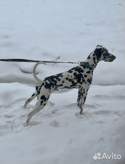 Далматинец ищет невесту