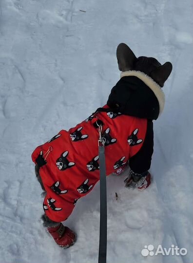 Обувь для собак